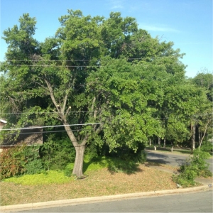 Check Trees for Interference with Electrical Lines