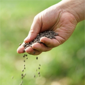 Apply Fertilizer to Shrubs