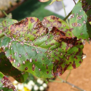 Apply Fungicide to Shrubs