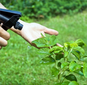 Apply Incesticide to Shrubs