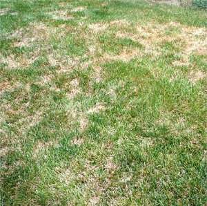 Apply Fungicide to Yard