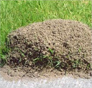 Pest Control for Yard